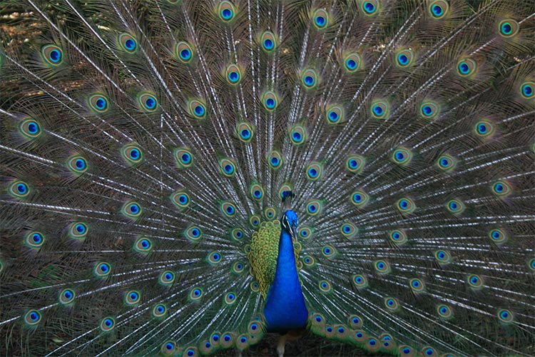 peacock essay in english